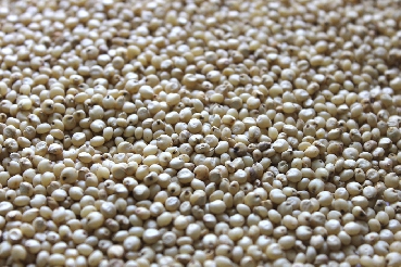 White Sorghum